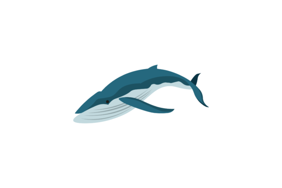 Whale Humpback Illustrations Realis: Graphics for Editorial Use